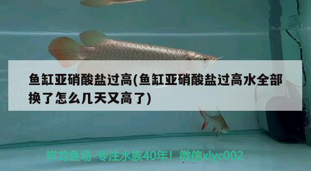 魚缸亞硝酸鹽過高(魚缸亞硝酸鹽過高水全部換了怎么幾天又高了) 養(yǎng)魚知識(shí)