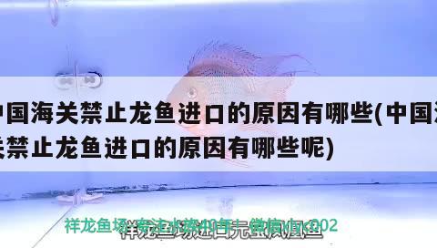 中國海關禁止龍魚進口的原因有哪些(中國海關禁止龍魚進口的原因有哪些呢) 觀賞魚進出口