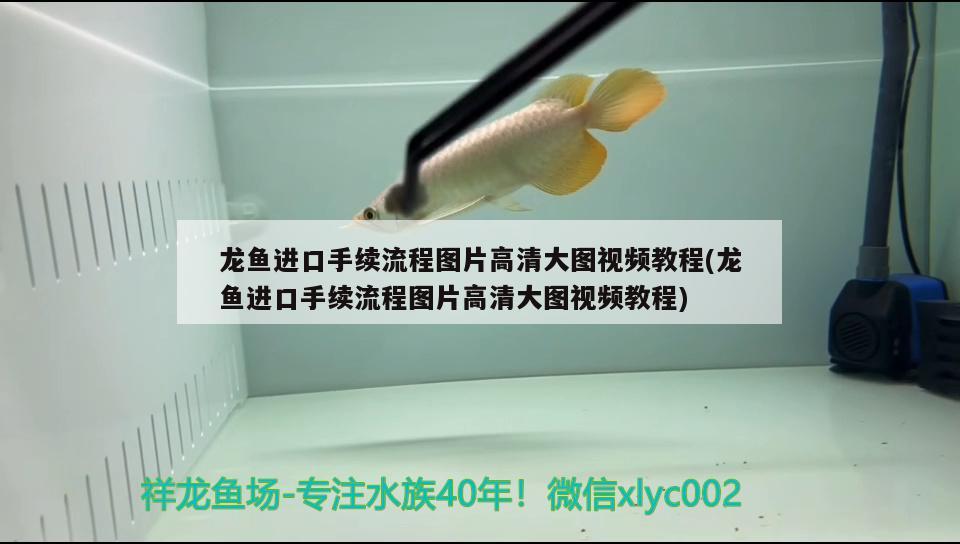 龍魚進口手續(xù)流程圖片高清大圖視頻教程(龍魚進口手續(xù)流程圖片高清大圖視頻教程) 觀賞魚進出口