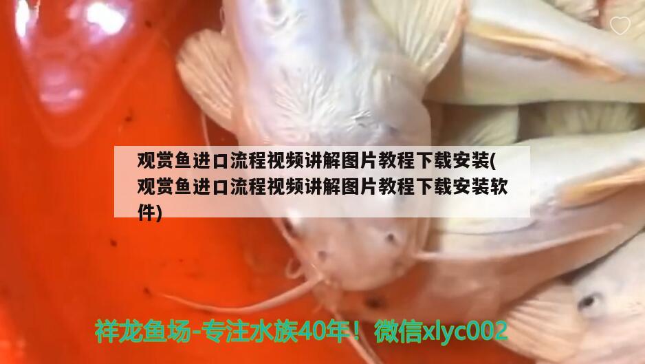 觀賞魚進口流程視頻講解圖片教程下載安裝(觀賞魚進口流程視頻講解圖片教程下載安裝軟件) 觀賞魚進出口