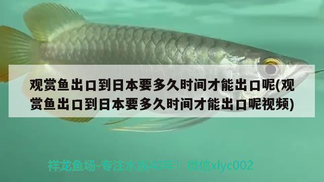 觀賞魚出口到日本要多久時(shí)間才能出口呢(觀賞魚出口到日本要多久時(shí)間才能出口呢視頻) 觀賞魚進(jìn)出口