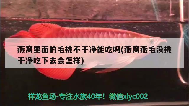 燕窩里面的毛挑不干凈能吃嗎(燕窩燕毛沒挑干凈吃下去會怎樣) 馬來西亞燕窩