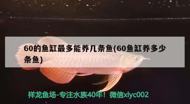 60的魚缸最多能養(yǎng)幾條魚(60魚缸養(yǎng)多少條魚) 純血皇冠黑白魟魚