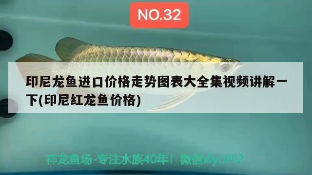 印尼龍魚進口價格走勢圖表大全集視頻講解一下(印尼紅龍魚價格)