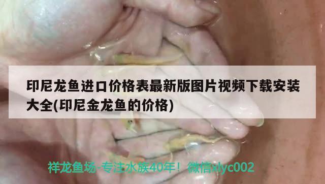 印尼龍魚進(jìn)口價(jià)格表最新版圖片視頻下載安裝大全(印尼金龍魚的價(jià)格) 觀賞魚進(jìn)出口