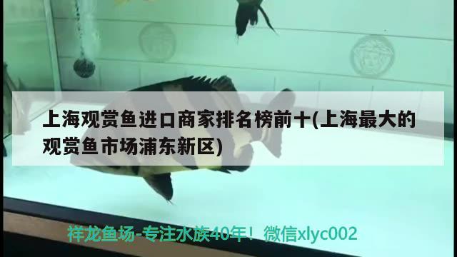 小黃魚觀賞魚多少度合適 小黃魚觀賞魚多少度合適養(yǎng) 水族世界