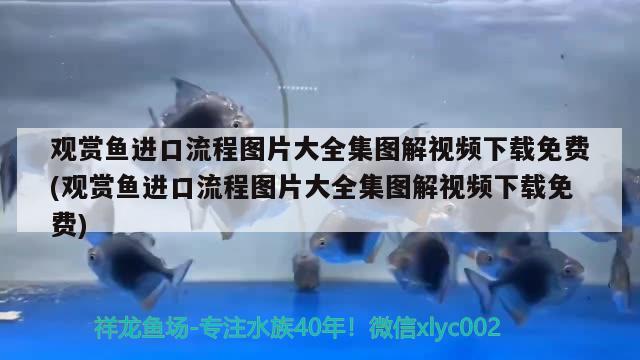 觀賞魚進口流程圖片大全集圖解視頻下載免費(觀賞魚進口流程圖片大全集圖解視頻下載免費) 觀賞魚進出口