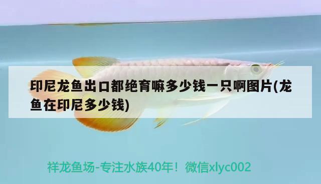 火口魚苗正確飼養(yǎng)方法，道氏火口魚公母哪個好看 觀賞魚 第1張