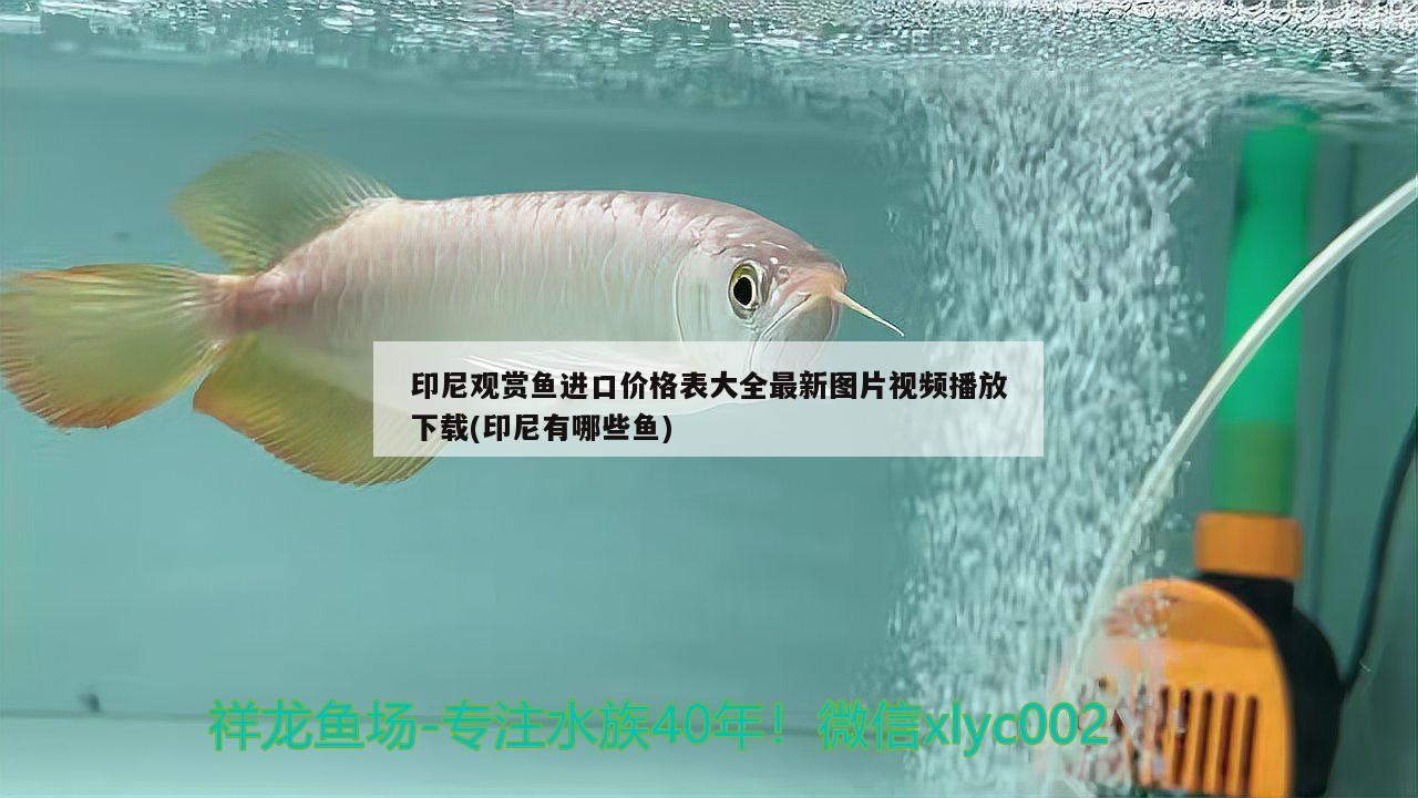 印尼觀賞魚進(jìn)口價(jià)格表大全最新圖片視頻播放下載(印尼有哪些魚) 觀賞魚進(jìn)出口