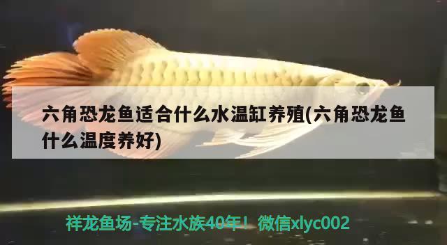 六角恐龍魚適合什么水溫缸養(yǎng)殖(六角恐龍魚什么溫度養(yǎng)好) 國產(chǎn)元寶鳳凰魚