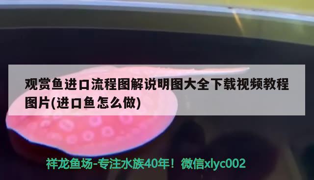 養(yǎng)龍魚的風水講究及注意事項，養(yǎng)銀龍魚的風水講究