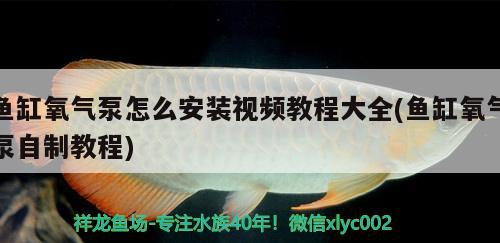 魚缸氧氣泵怎么安裝視頻教程大全(魚缸氧氣泵自制教程) 大白鯊魚