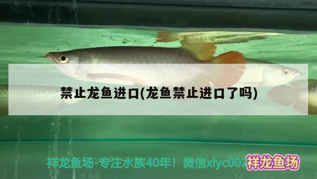 禁止龍魚進(jìn)口(龍魚禁止進(jìn)口了嗎) 觀賞魚進(jìn)出口