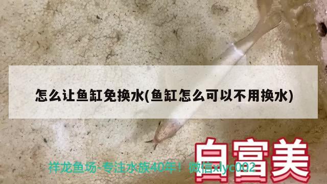 怎么讓魚缸免換水(魚缸怎么可以不用換水)