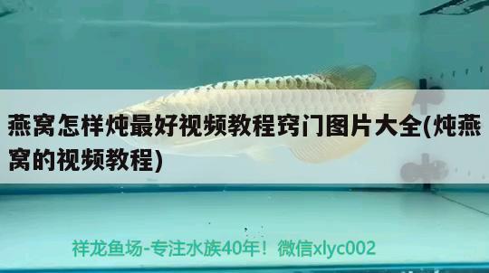 唐山觀賞魚價(jià)格是多少，南寧最大水族觀賞魚批發(fā)市場(chǎng) 觀賞魚批發(fā) 第3張