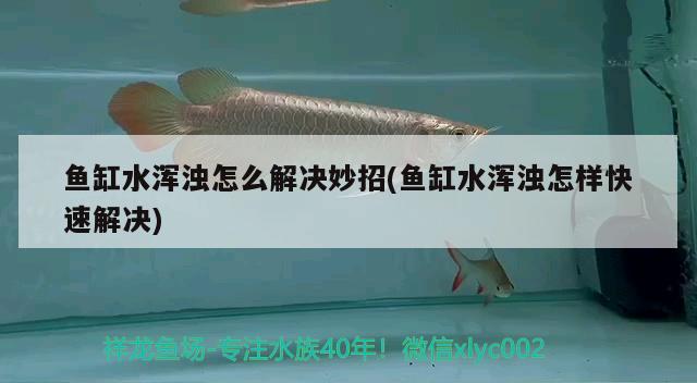 魚缸水渾濁怎么解決妙招(魚缸水渾濁怎樣快速解決) 黃金貓魚百科