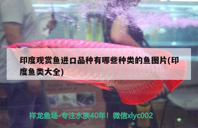 印度觀賞魚進口品種有哪些種類的魚圖片(印度魚類大全) 觀賞魚進出口