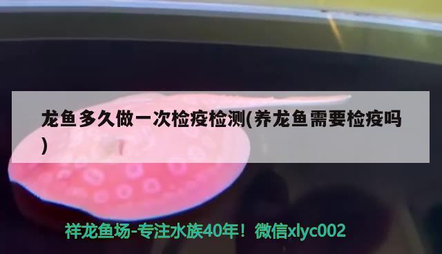 龍魚多久做一次檢疫檢測(養(yǎng)龍魚需要檢疫嗎) 白子銀龍苗（黃化銀龍苗）