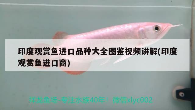 魚缸濾材怎么放在水里的(魚缸濾材直接放水里) 眼斑魚