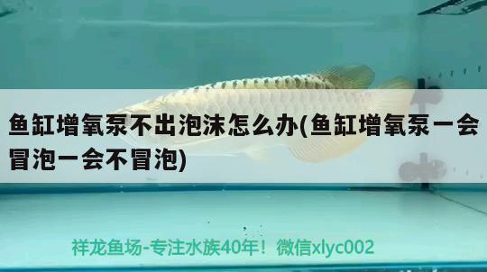 魚缸增氧泵不出泡沫怎么辦(魚缸增氧泵一會冒泡一會不冒泡)