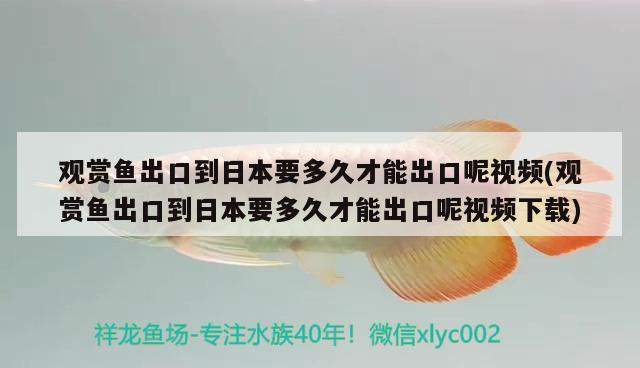 觀賞魚(yú)出口到日本要多久才能出口呢視頻(觀賞魚(yú)出口到日本要多久才能出口呢視頻下載) 觀賞魚(yú)進(jìn)出口