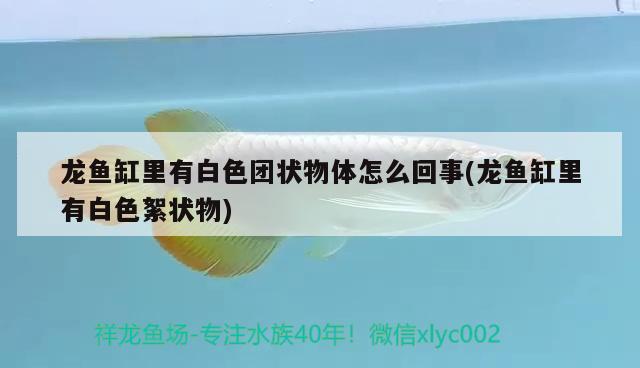 可麗愛魚缸好嗎，水族箱十大品牌中可麗愛魚缸質(zhì)量好嗎 魚缸/水族箱 第1張