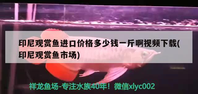 金魚缸擺在家里哪個位置好：金魚缸放在家里哪個位置好 觀賞魚市場 第1張