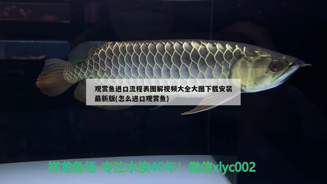 觀賞魚進口流程表圖解視頻大全大圖下載安裝最新版(怎么進口觀賞魚) 觀賞魚進出口