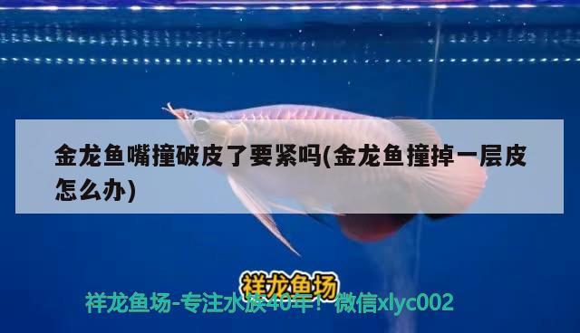 銀龍魚與什么混養(yǎng)最好看（銀龍魚可以和哪些魚混養(yǎng)） 祥龍魚場品牌產(chǎn)品 第1張