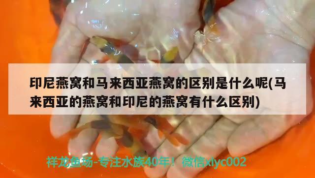 金錢水虎魚（金錢虎是什么）