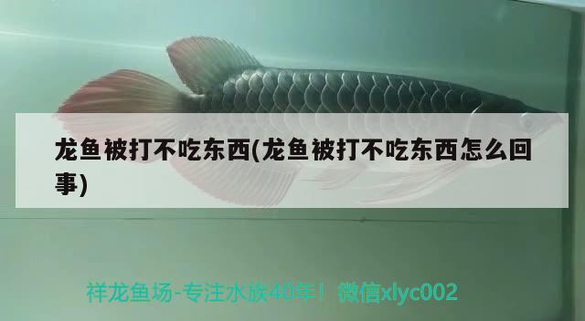 龍魚(yú)被打不吃東西(龍魚(yú)被打不吃東西怎么回事)