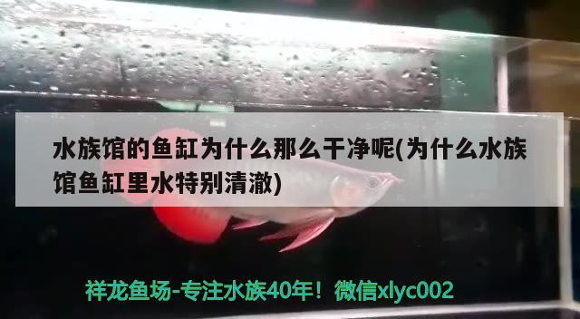 水族館的魚缸為什么那么干凈呢(為什么水族館魚缸里水特別清澈) 黃金河虎魚