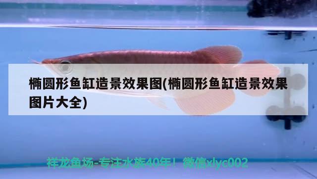 黑色金龍魚價(jià)格多少錢一條（像龍魚的魚） 戰(zhàn)車紅龍魚 第2張