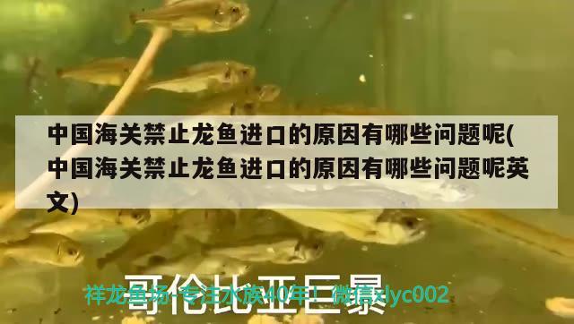 中國海關(guān)禁止龍魚進(jìn)口的原因有哪些問題呢(中國海關(guān)禁止龍魚進(jìn)口的原因有哪些問題呢英文) 觀賞魚進(jìn)出口