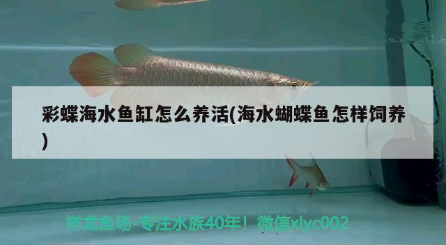 彩蝶海水魚缸怎么養(yǎng)活(海水蝴蝶魚怎樣飼養(yǎng))