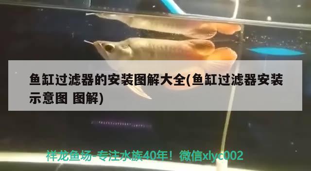 魚缸過濾器的安裝圖解大全(魚缸過濾器安裝示意圖圖解) 斑馬鴨嘴魚苗