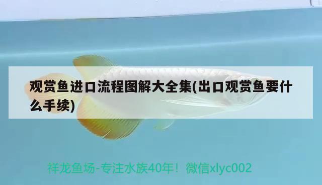 四平水族批發(fā)市場地址電話是多少啊（四平賣魚市場在哪里） 養(yǎng)魚知識 第1張