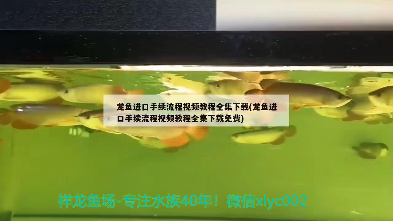 龍魚進口手續(xù)流程視頻教程全集下載(龍魚進口手續(xù)流程視頻教程全集下載免費)