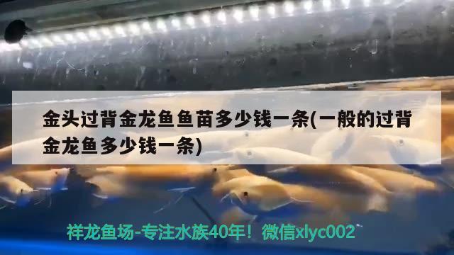 金頭過背金龍魚魚苗多少錢一條(一般的過背金龍魚多少錢一條) 過背金龍魚