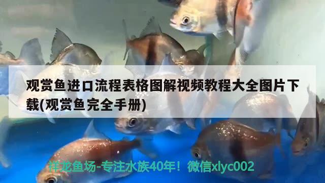 觀賞魚(yú)進(jìn)口流程表格圖解視頻教程大全圖片下載(觀賞魚(yú)完全手冊(cè)) 觀賞魚(yú)進(jìn)出口