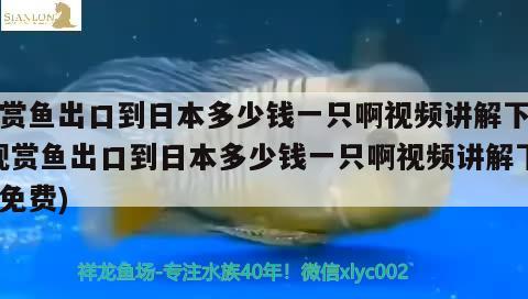 觀賞魚出口到日本多少錢一只啊視頻講解下載(觀賞魚出口到日本多少錢一只啊視頻講解下載免費(fèi)) 觀賞魚進(jìn)出口