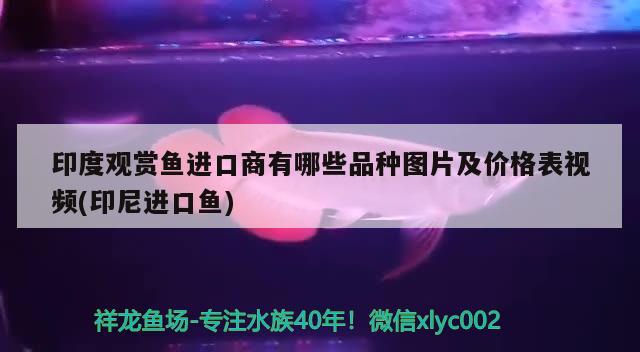 印度觀賞魚進口商有哪些品種圖片及價格表視頻(印尼進口魚) 觀賞魚進出口