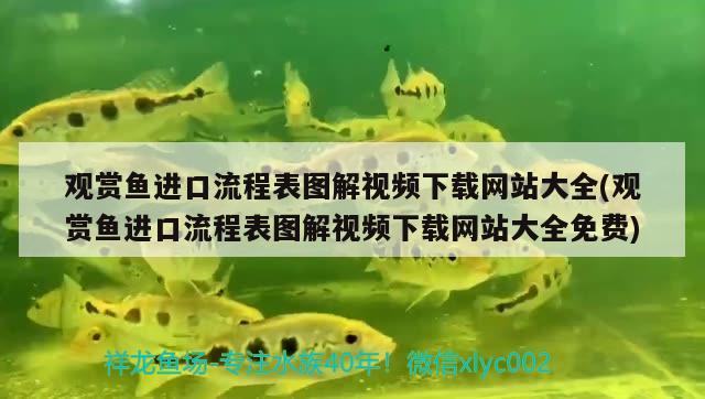 觀賞魚進口流程表圖解視頻下載網(wǎng)站大全(觀賞魚進口流程表圖解視頻下載網(wǎng)站大全免費) 觀賞魚進出口