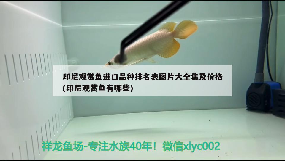 墨衣錦鯉圖片，墨衣錦鯉圖片大全 肺魚 第4張