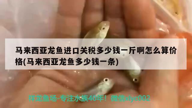 馬來(lái)西亞龍魚(yú)進(jìn)口關(guān)稅多少錢(qián)一斤啊怎么算價(jià)格(馬來(lái)西亞龍魚(yú)多少錢(qián)一條) 觀賞魚(yú)進(jìn)出口 第2張