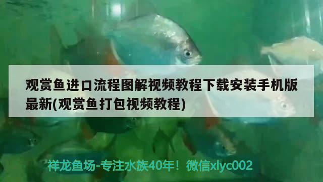 觀賞魚進口流程圖解視頻教程下載安裝手機版最新(觀賞魚打包視頻教程) 觀賞魚進出口