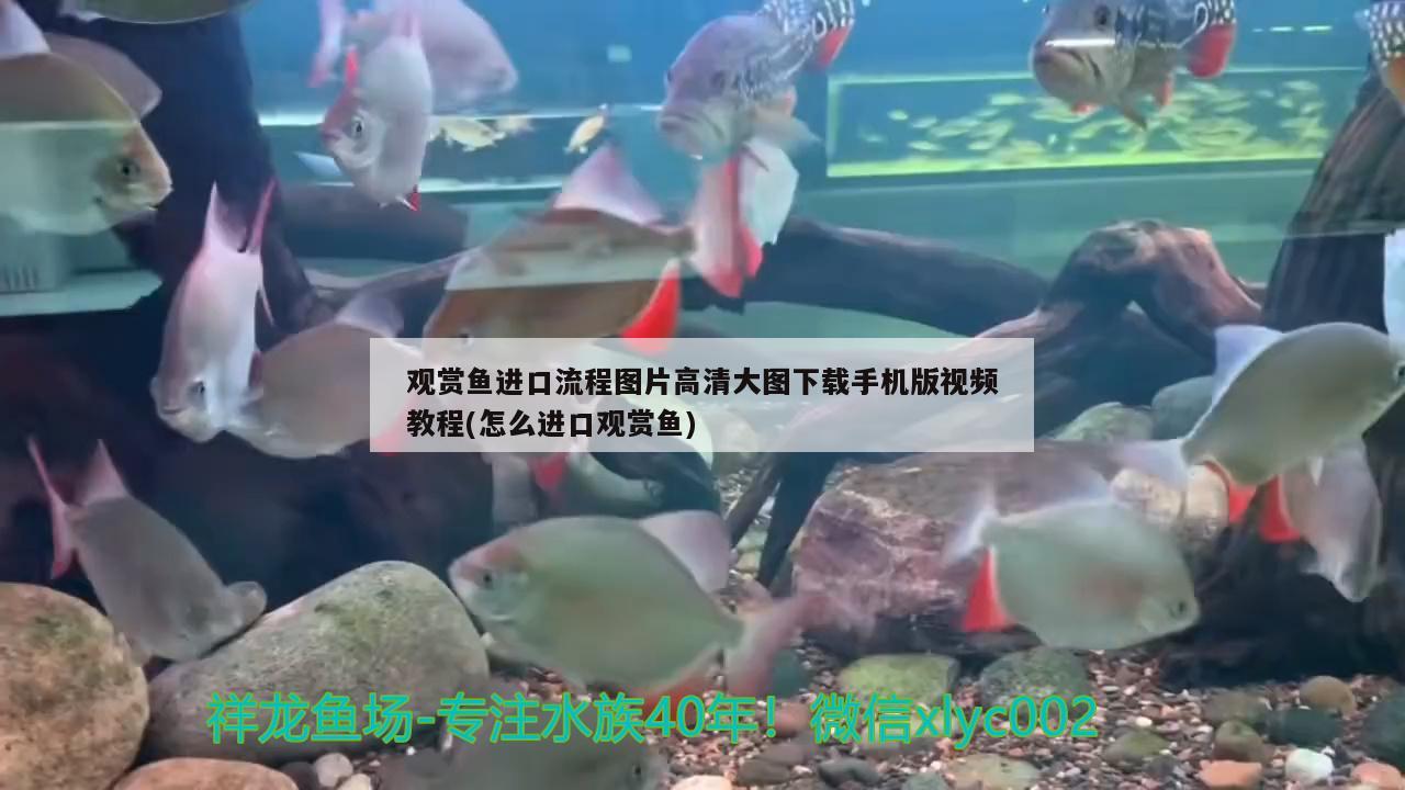 觀賞魚進(jìn)口流程圖片高清大圖下載手機(jī)版視頻教程(怎么進(jìn)口觀賞魚)