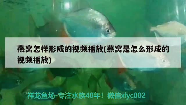 黑魚為什么長得像蛇，黑魚和石斑魚有什么區(qū)別黑魚和石斑魚有什么區(qū)別 觀賞魚 第3張