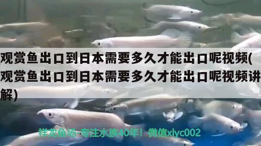 觀賞魚能進(jìn)地鐵嗎？帶觀賞魚可以坐地鐵嗎？，觀賞魚能進(jìn)地鐵嗎 羽毛刀魚苗 第2張