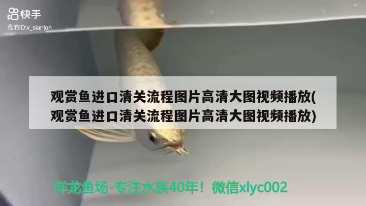 泗水紅龍魚品質(zhì)怎么樣啊視頻（泗水龍魚官網(wǎng)）